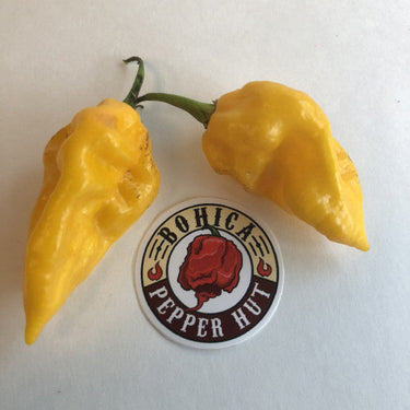 Devil's Tongue Yellow - Seeds